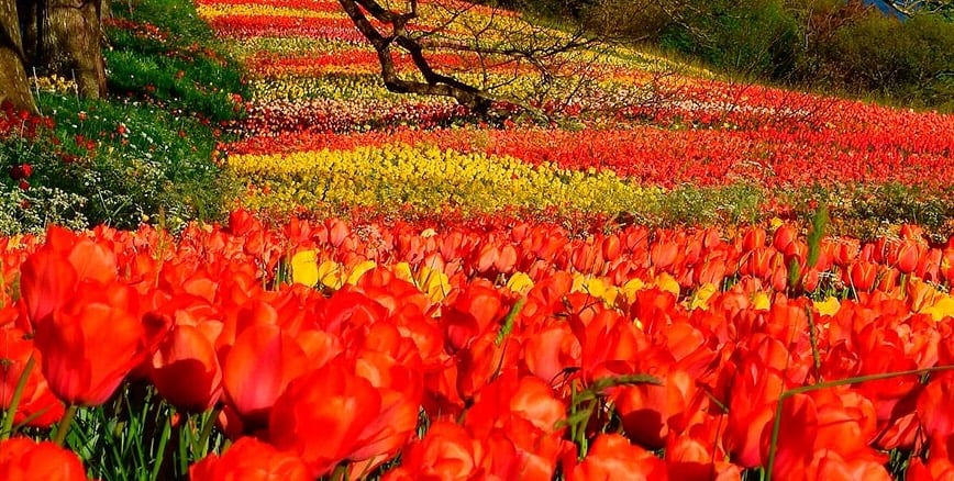 Top-10-Gardens-Germany-Mainau-Island-Spring-Avenue-872x872-1.jpg