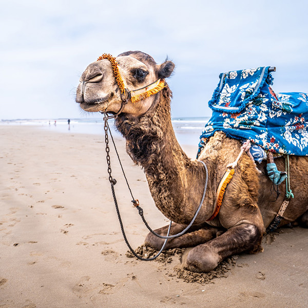 "Camel on the beach of Agadir"