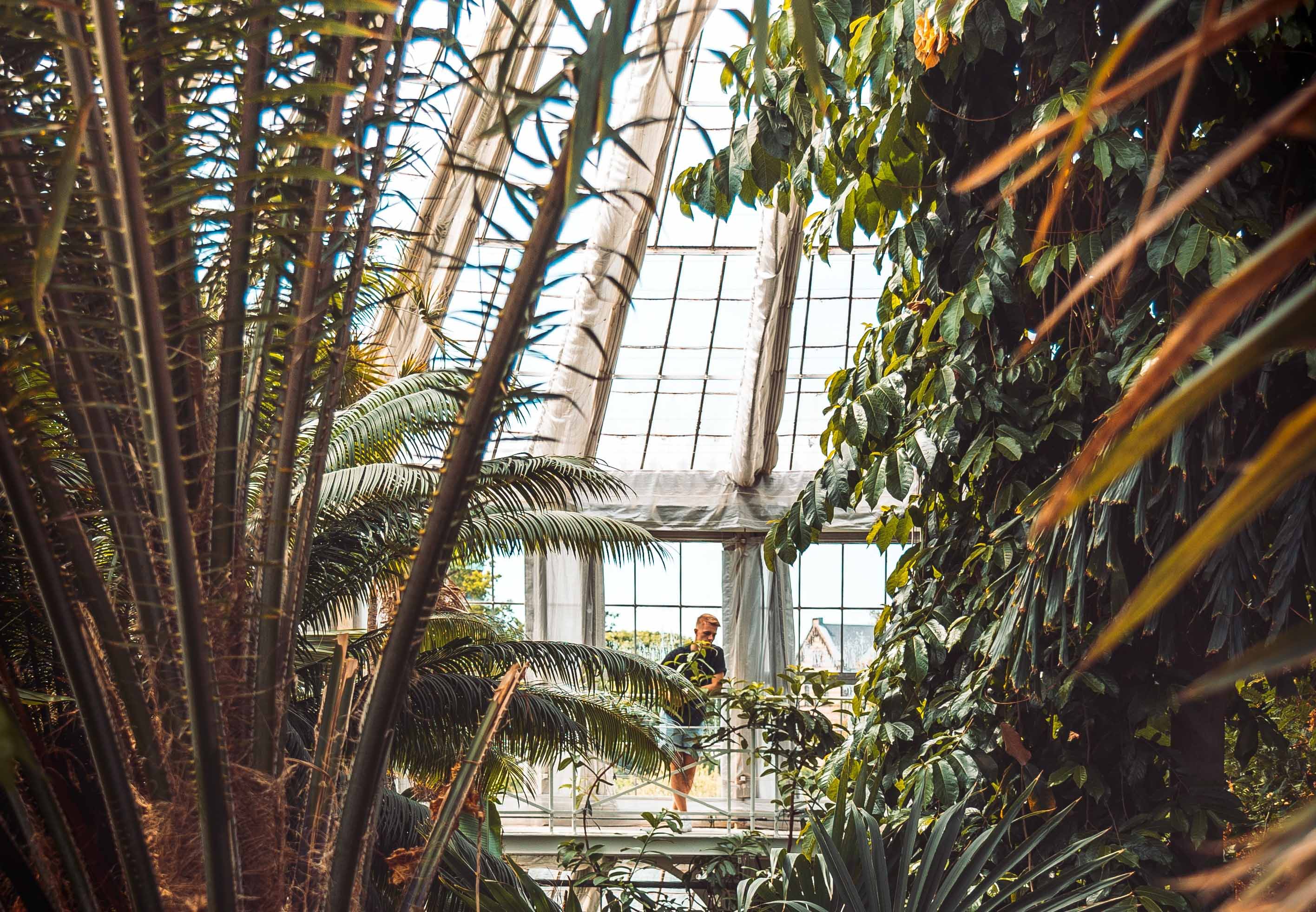 In a large glasshouse containing palm trees, a young, tanned man wearing shorts stands looking at the trees.