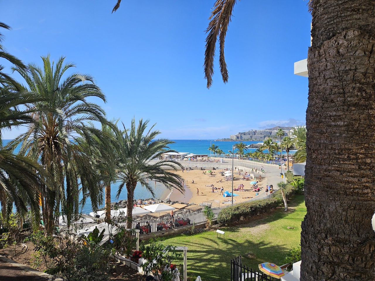 beach and palm trees seen from sideways angle