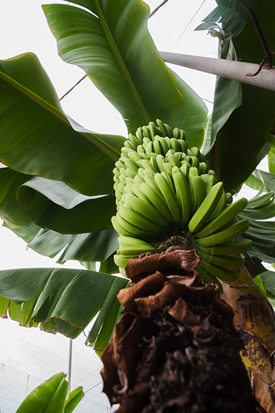 Bananplante med en klase bananer
