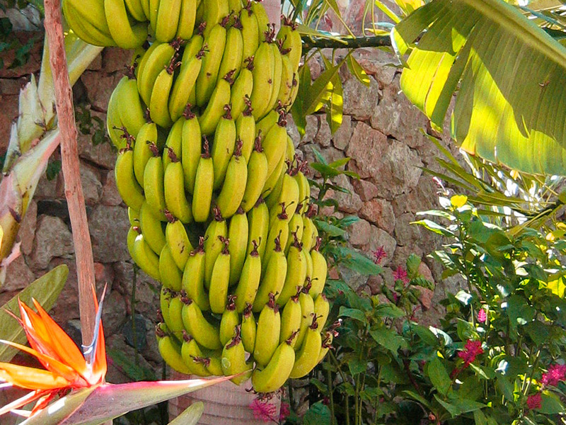 närbild av bananer på ett palmträd
