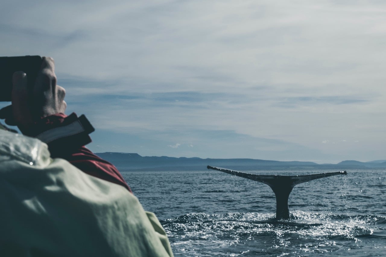 Stor hval halefinne på vei ned i havet. 