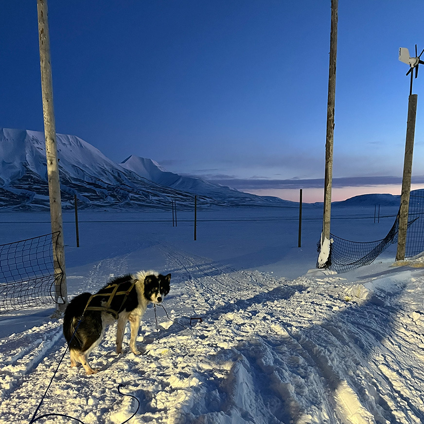 En husky står og ser mot kamera i et ikledd landskap i blåtimen