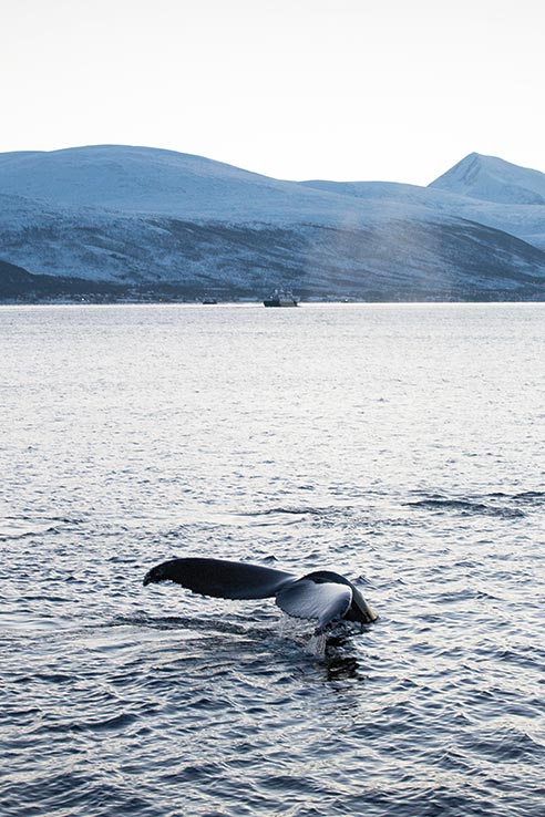 Fly to Tromsø, go watching for whales.